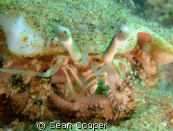 Hermit crab. Shot taken at Marsa Bareika, on 7th February... by Sean Cooper 